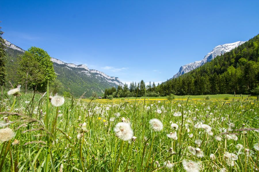 Wiese Berge